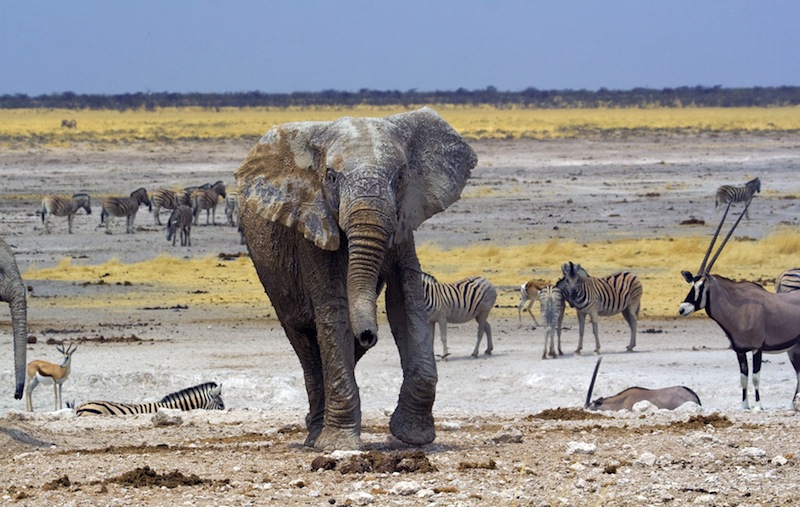 animals-in-namibia-namibian-animals-and-wildlife-in-namibia-for-kids