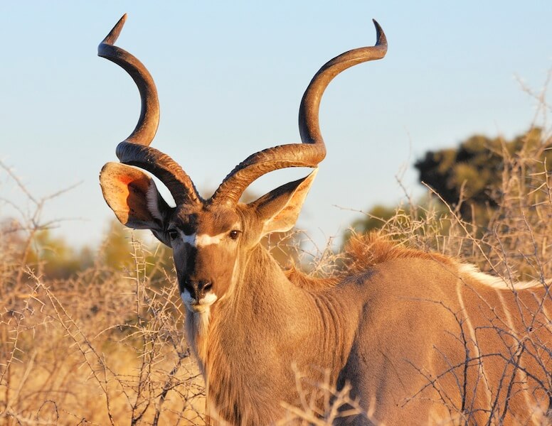 Animals in Namibia | Namibian Animals | Namibia for Kids | Wildlife for ...