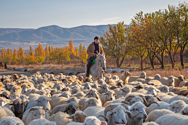 Éleveur de moutons géorgien et moutons - image de MehmetO /.com