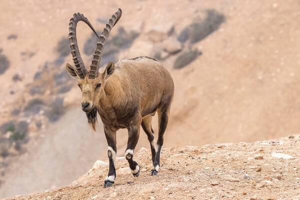 nubian ibex