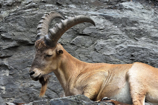 Kaukasische wilde geit