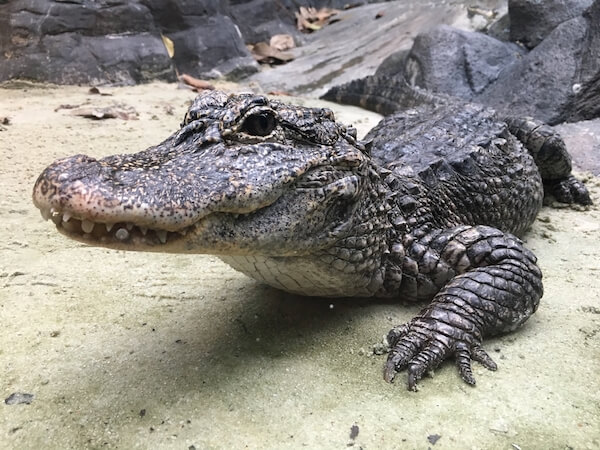 Alligator