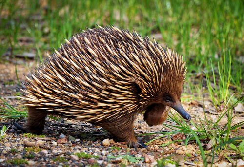 rør At opdage masse Animals in Australia | Australian Animals you should know | Wildlife