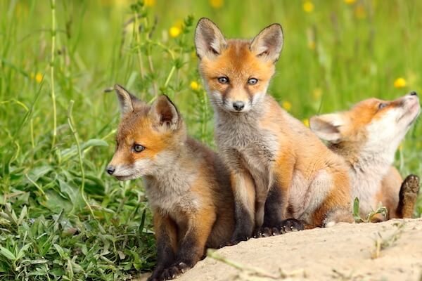 lithuania red foxes