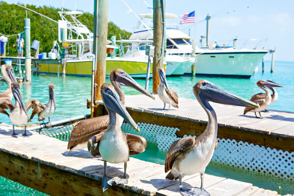 Florida keys pelicans