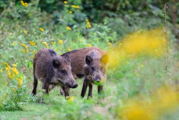 germany boars