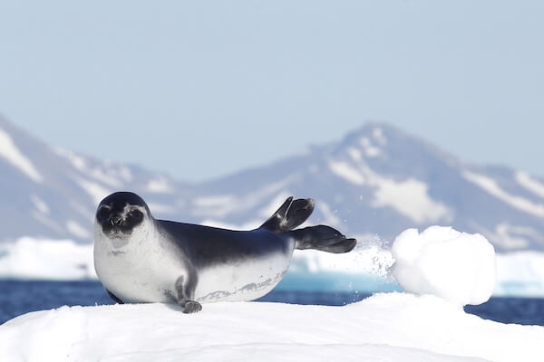 greenland seal