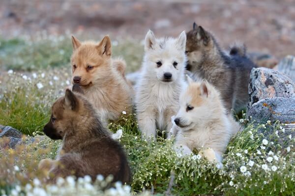 greenland sled dog puppies