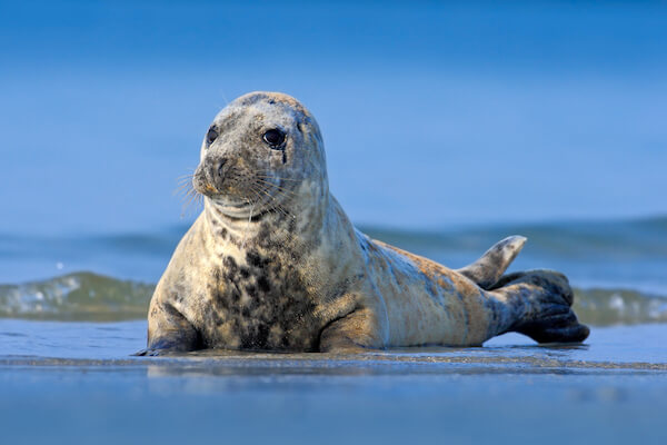 grey seal