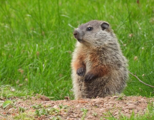 groundhog