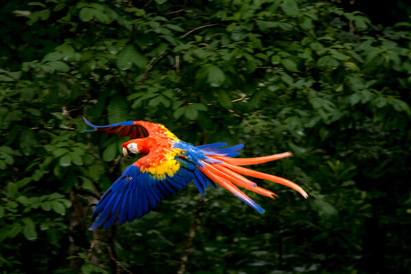 Honduras scarlet macaw