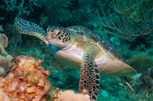 sea turtle in honduras