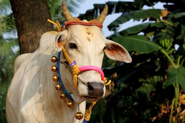 india pongal cow