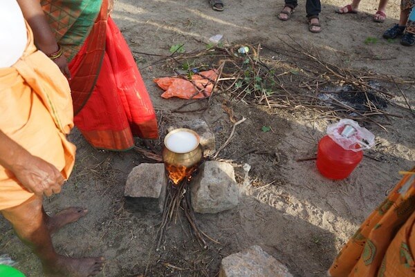 india pongal rice NF