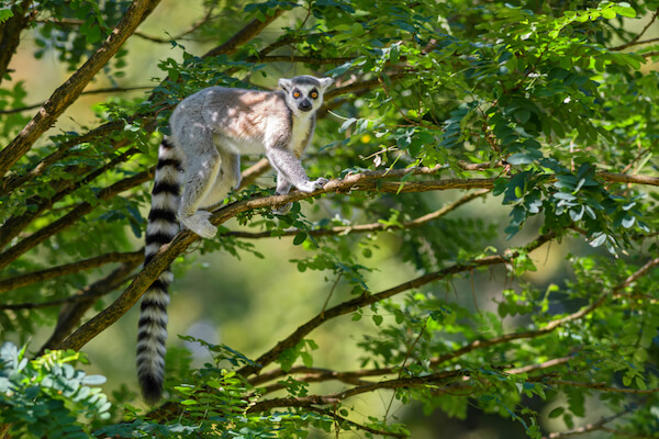 madagascar ring-tailed lemur