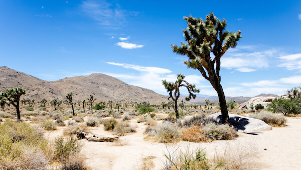 desert habitat for kids