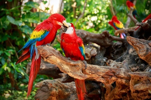 Mexico parrots