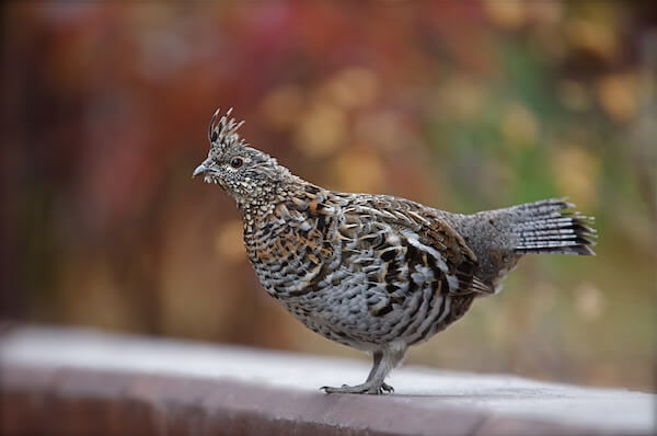 usa ruffed grouse