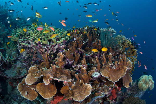 solomons coral triangle