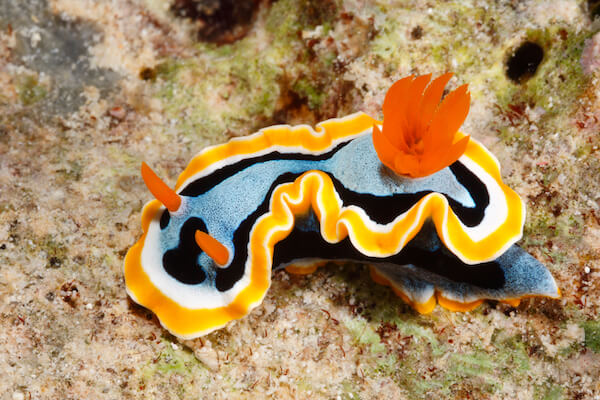 solomons nudibranch