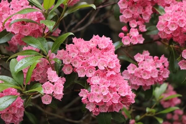 usa mountain laurel flower