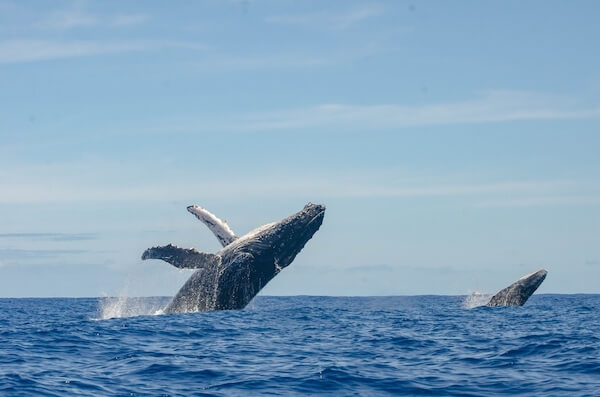 reunion whales kat ferrer