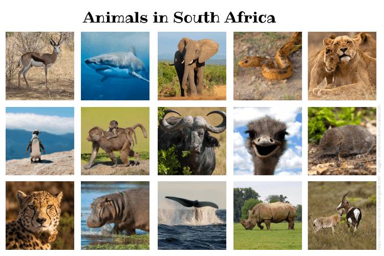 Discover The 9 Largest Cities In South Africa - AZ Animals