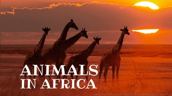 Discover The 9 Largest Cities In South Africa - AZ Animals