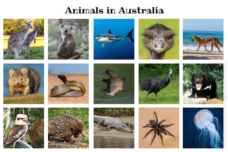 most common animals in australia