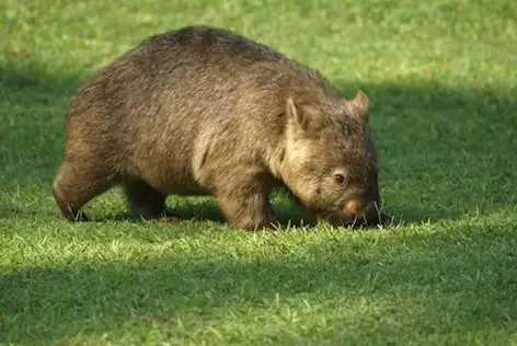 Australian Wombat