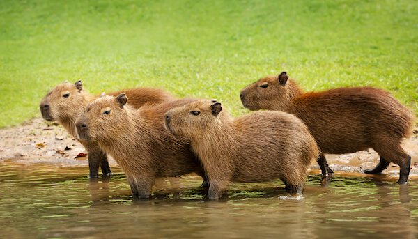 capybara