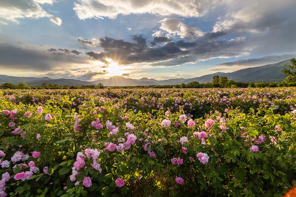 Bulgaria rose valley