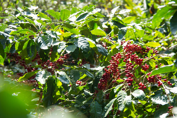 coffee plantation honduras