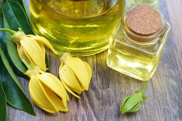 Ylang ylang flowers and essence