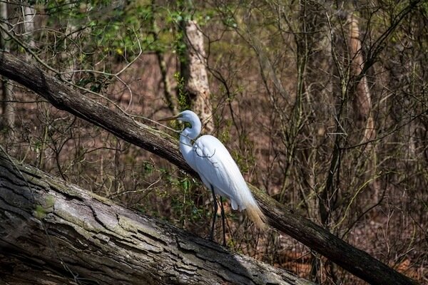 delaware heron