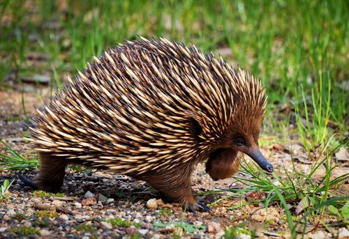 Animals Australia | Animals you should know | Wildlife