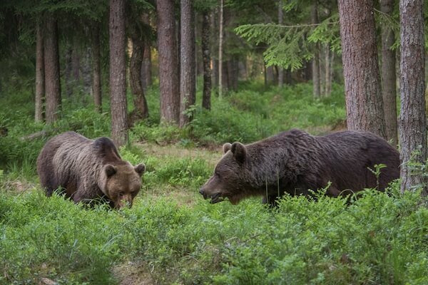 estonian bears