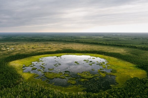 estonia seli bog