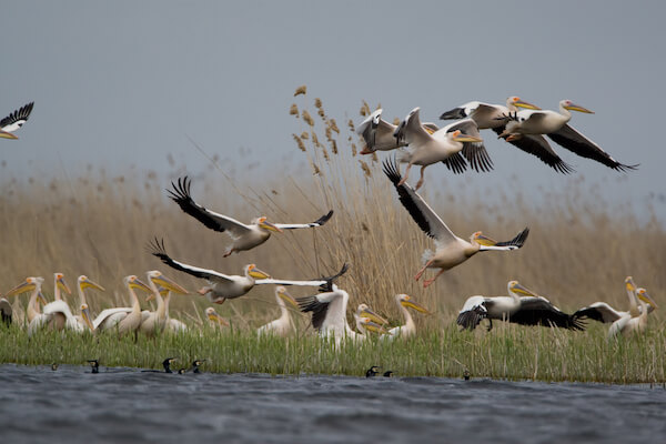 great white pelican