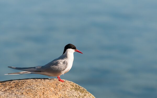 arctic tern