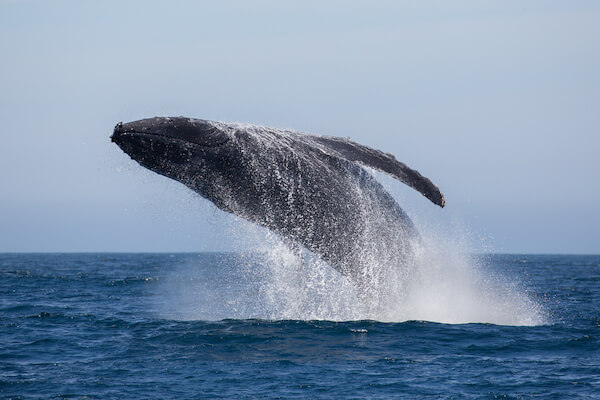 humpback whale