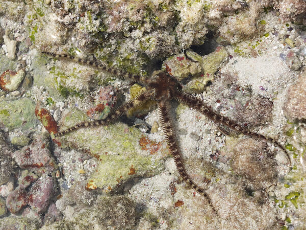 kiribati brittle star