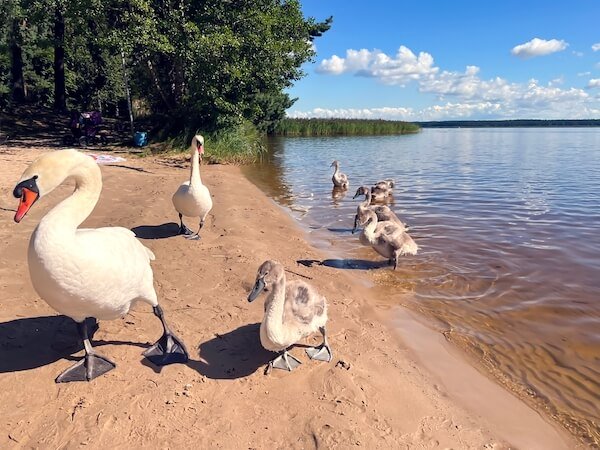 latvia swans