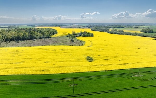 latvia rapeseed fields