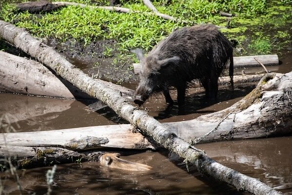 latvia boar