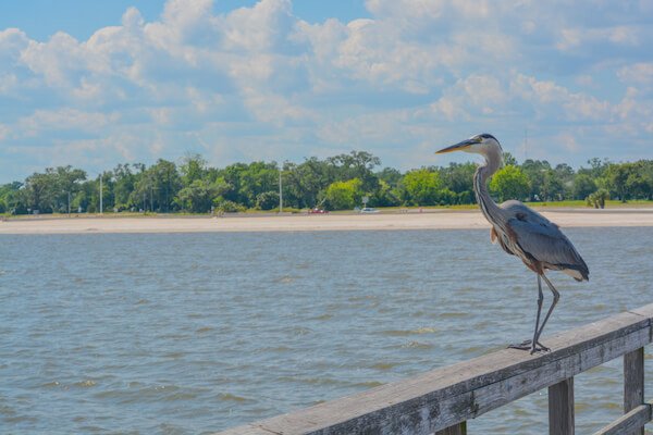 mississippi river with blue heron