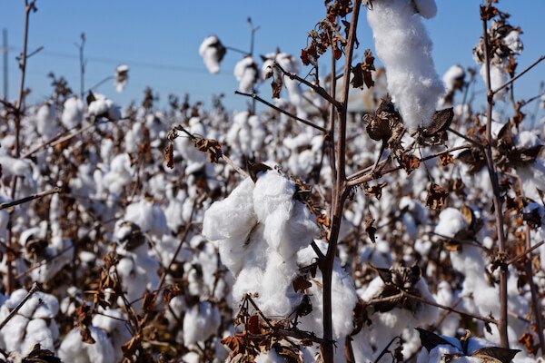 cotton field  mississippi