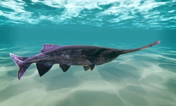 mississippi paddlefish