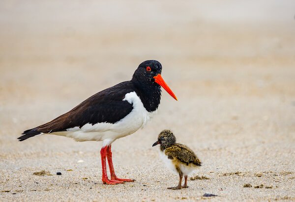 oystercatcher