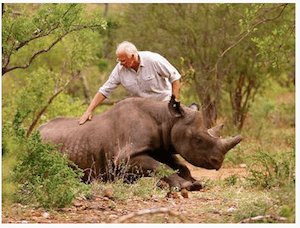 Rhino in Rwanda